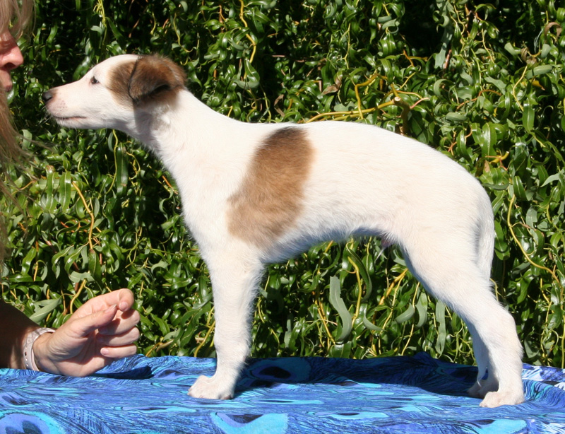 5 weeks - Boy 4 left